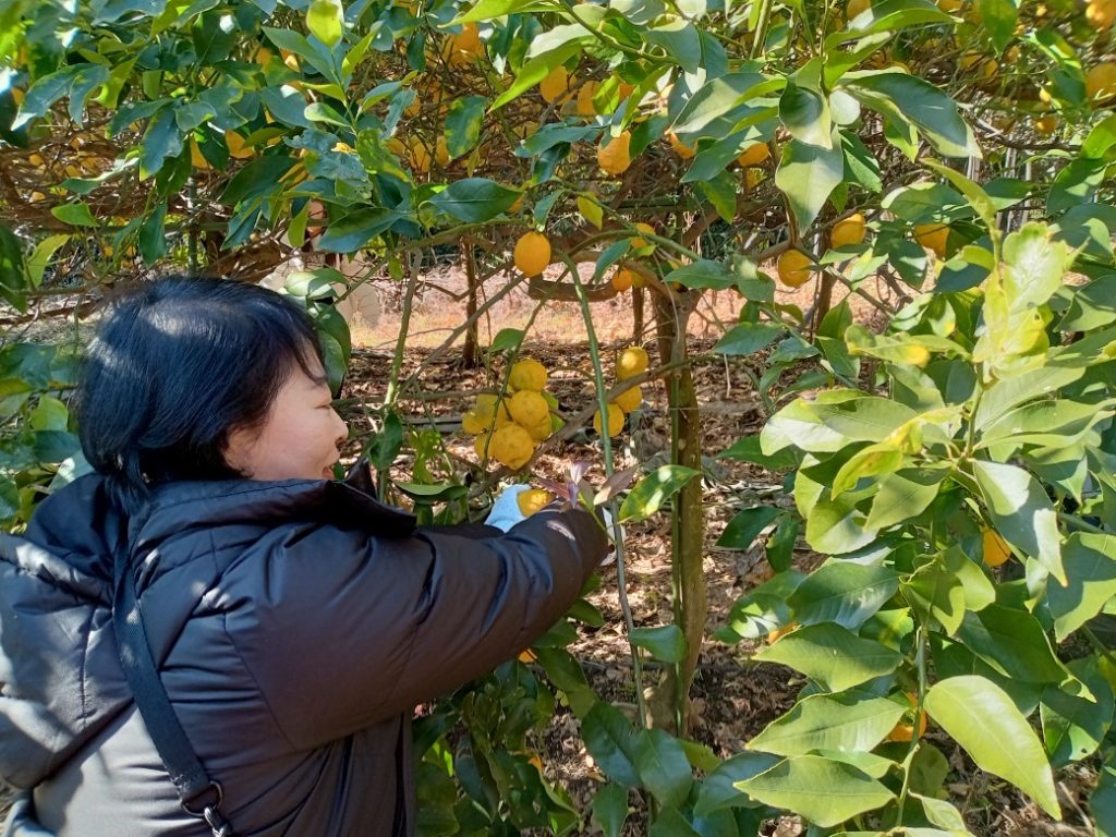 レモン畑