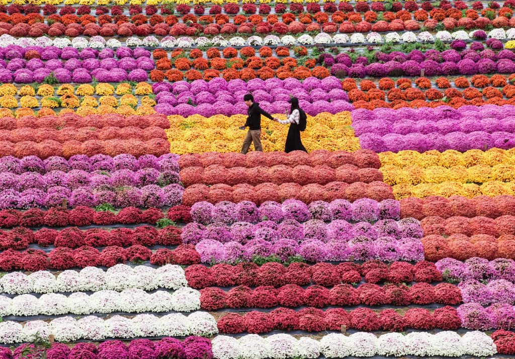 【毎週更新】広島・世羅町の絶景花畑!季節の見頃とイベント・楽しみ方を紹介