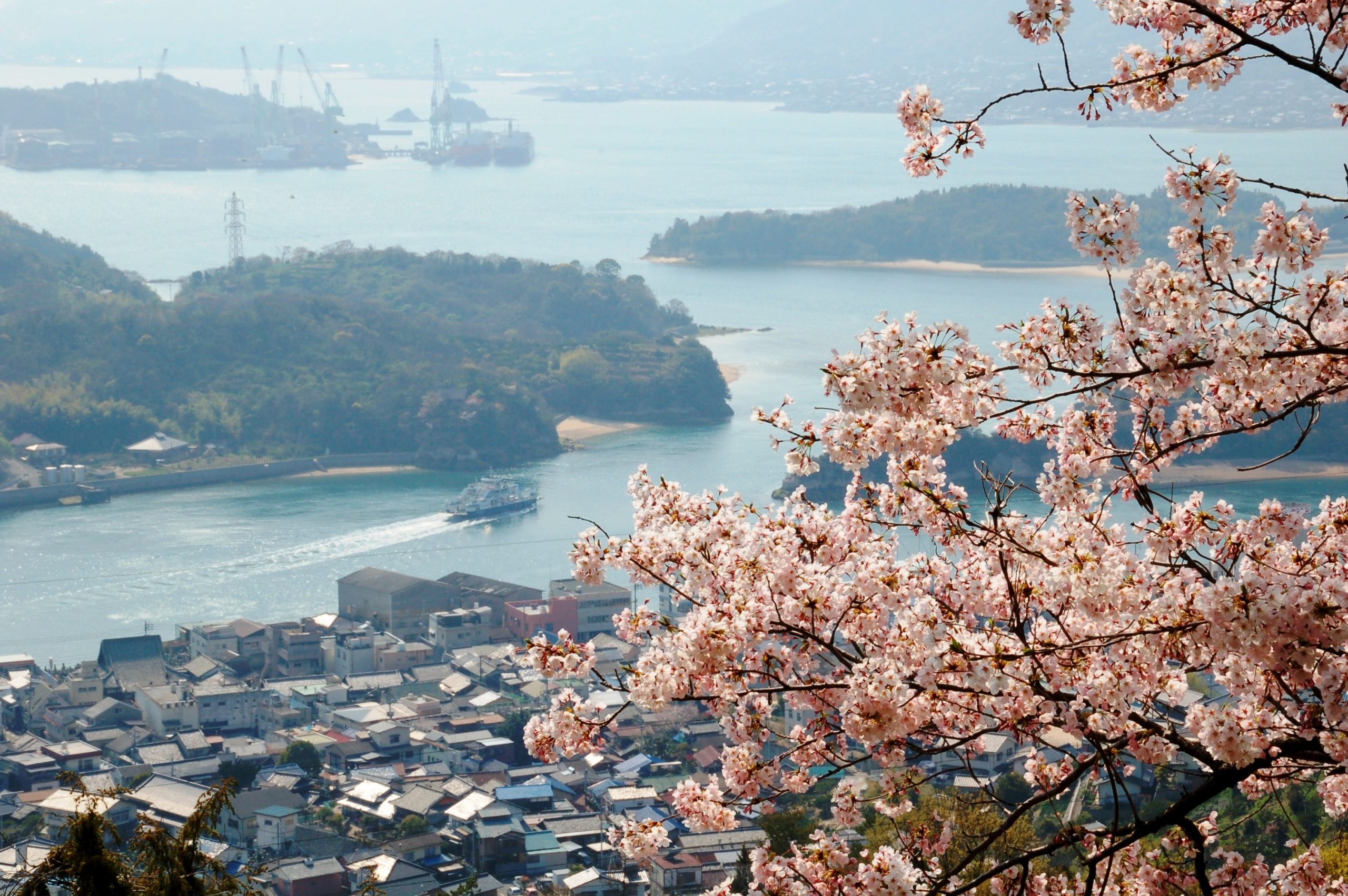 No4115_因島公園の桜