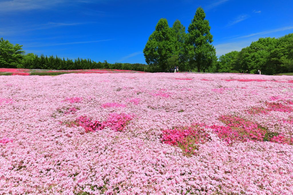 pixta_114229830_M (1)