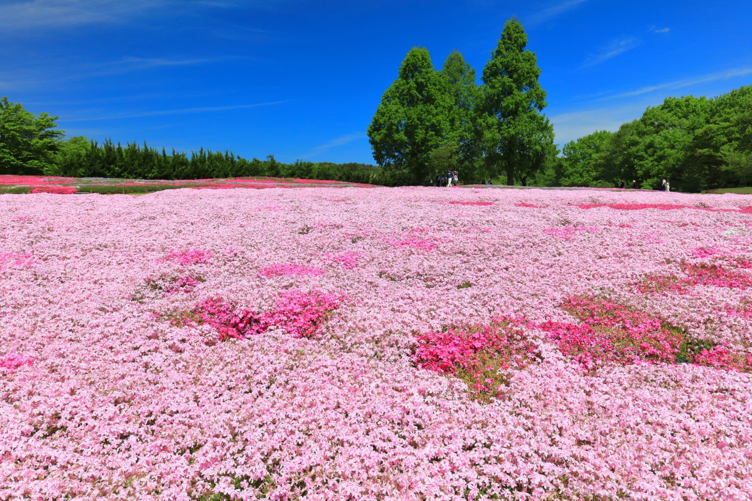 毎週更新】広島・世羅町の絶景花畑！季節の見頃とイベント・楽しみ方を