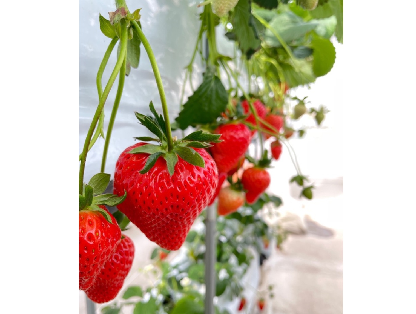 IMG_0604_余白あり