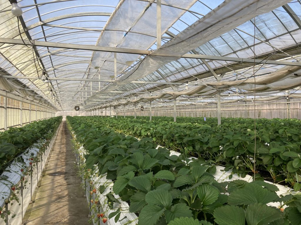 IMG_2177_立花いちご農園