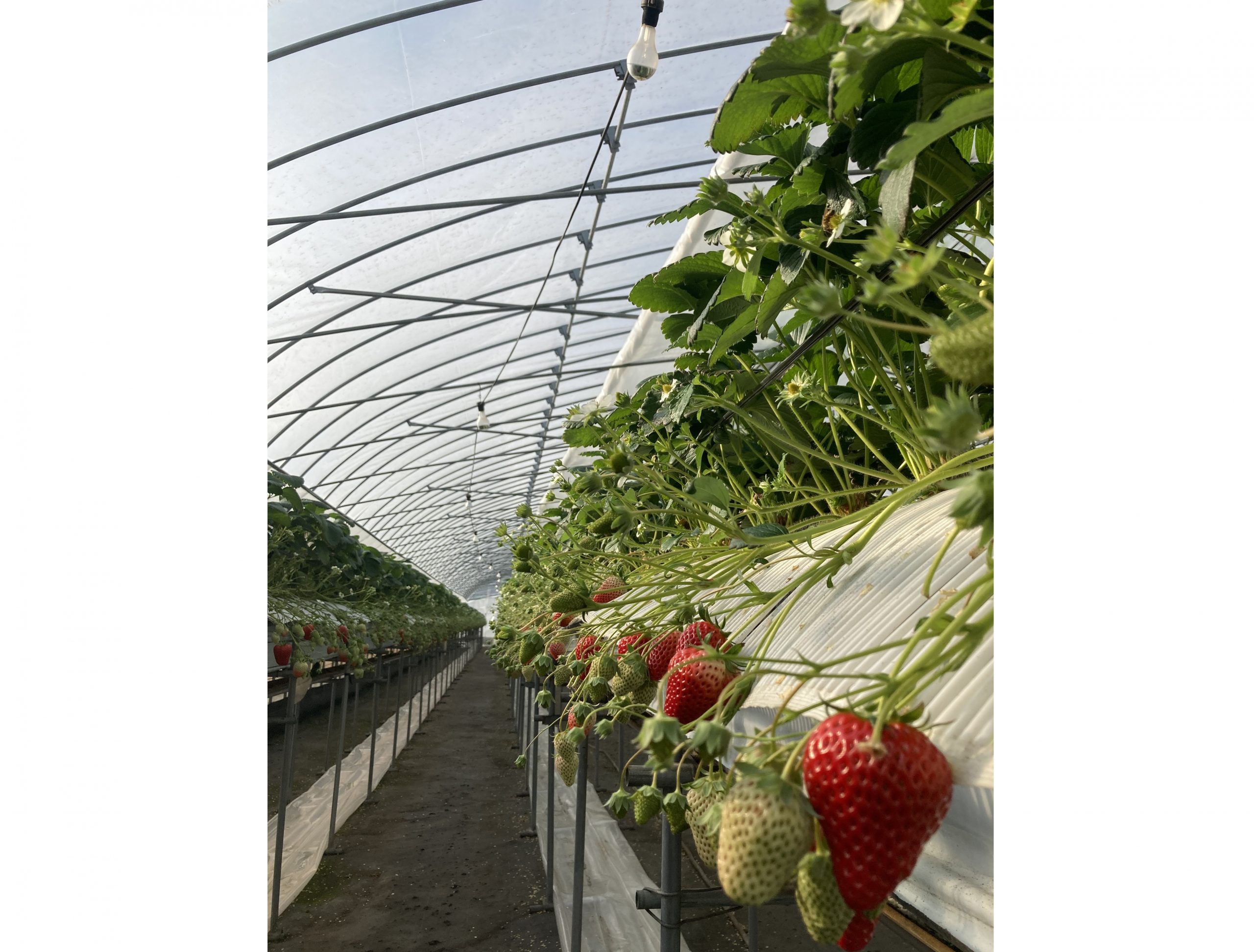 IMG_4445_立花いちご農園_余白あり