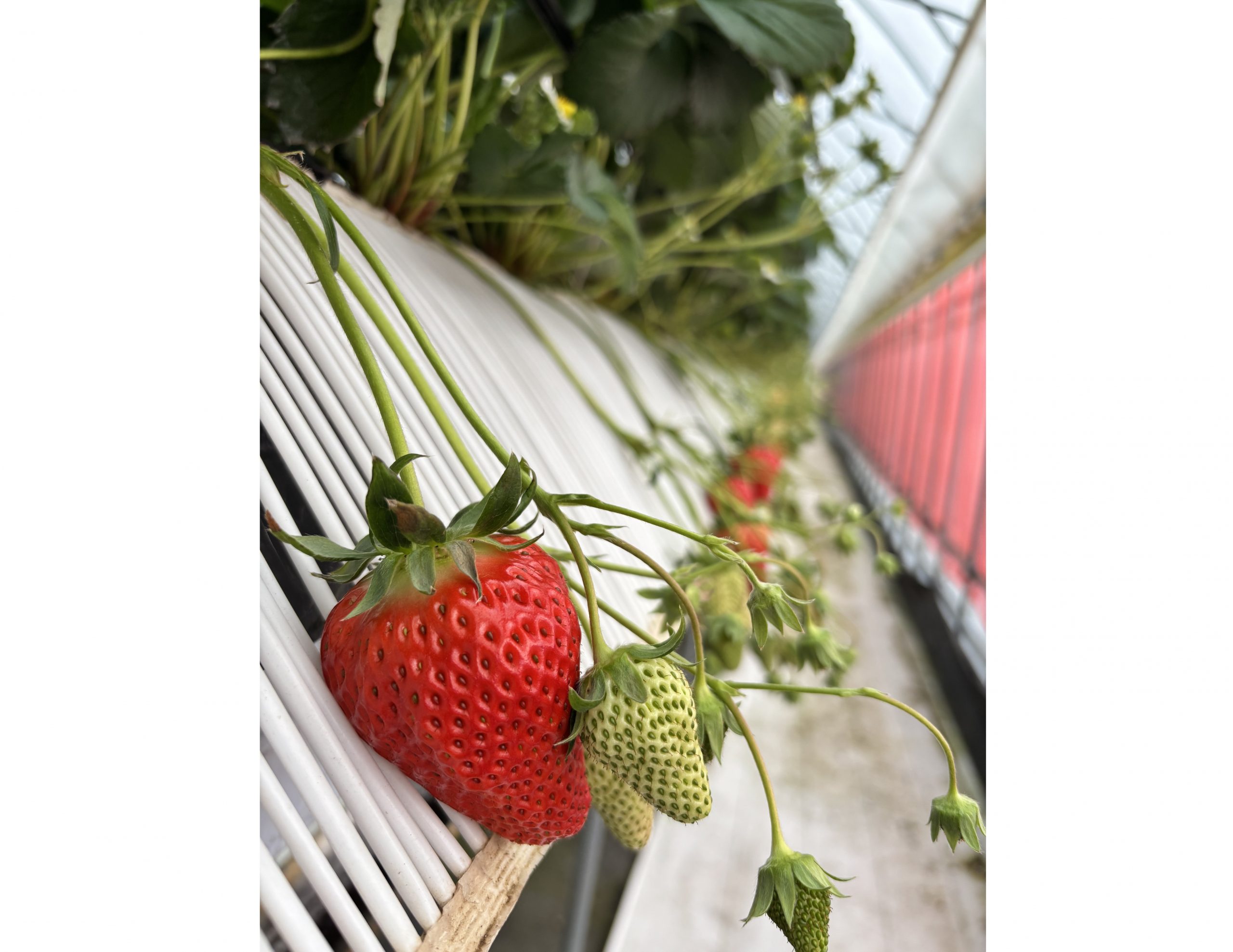 IMG_4588_立花いちご農園_余白あり