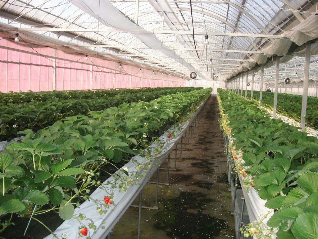 KIF_0183_立花いちご農園