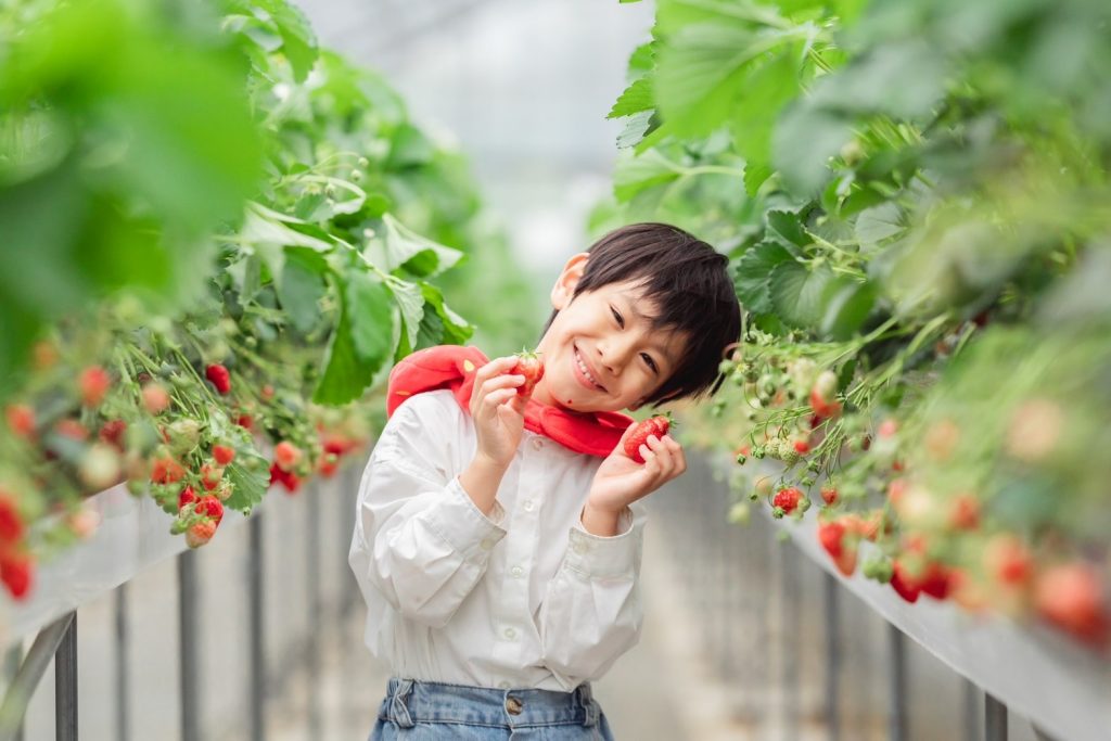 いちご狩り男の子