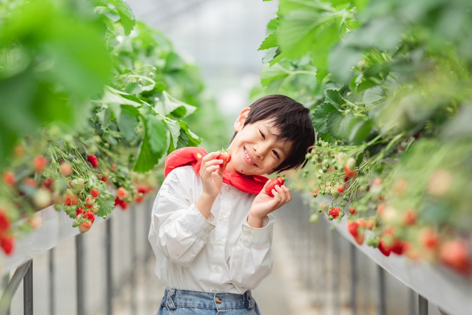いちご狩り男の子