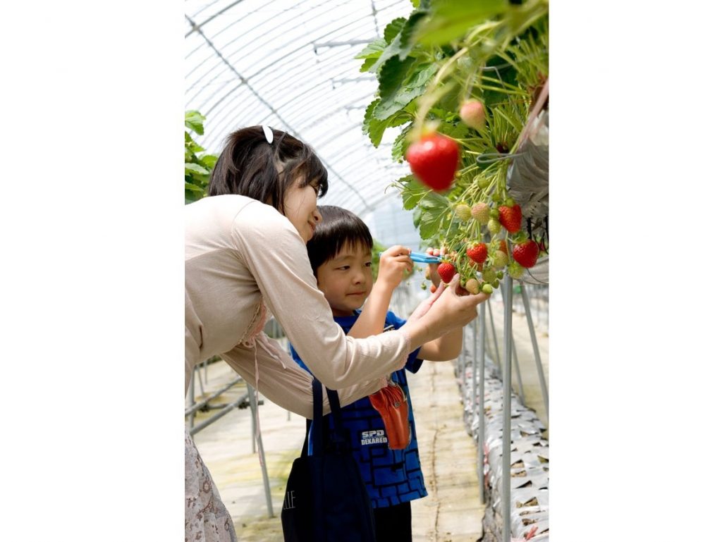 いちご狩り親子2名-余白あり