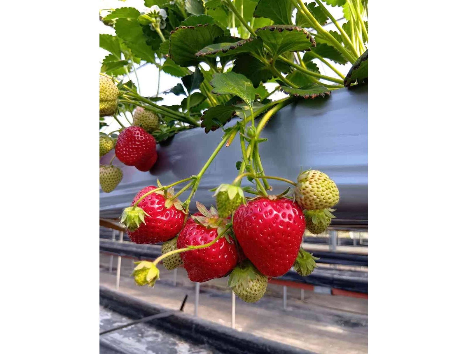 リサイズ250404083843551-余白あり