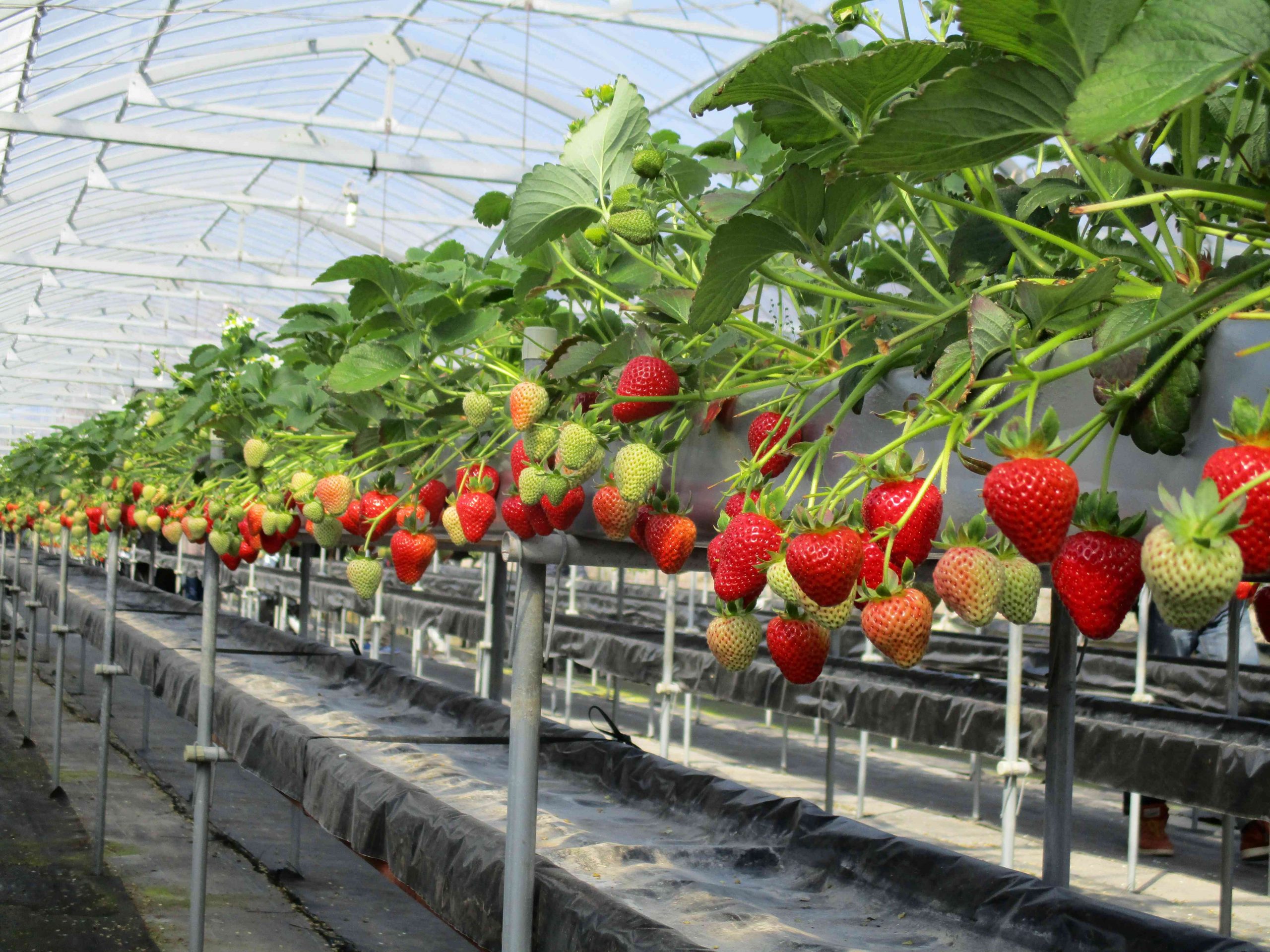 リサイズなっている状態３