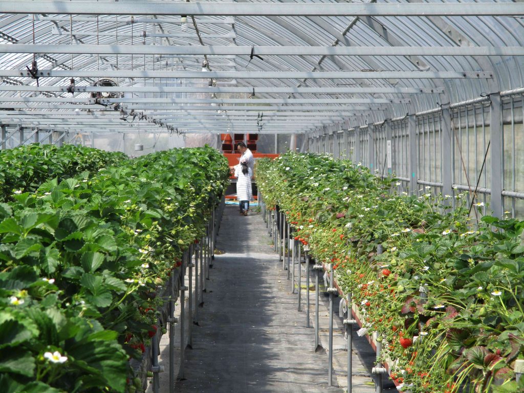 リサイズイチゴ狩り１１