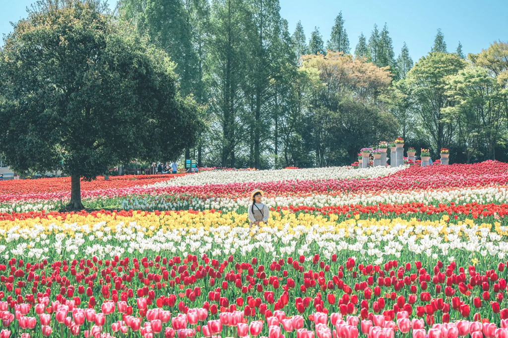 世羅高原農場チューリップ-scaled