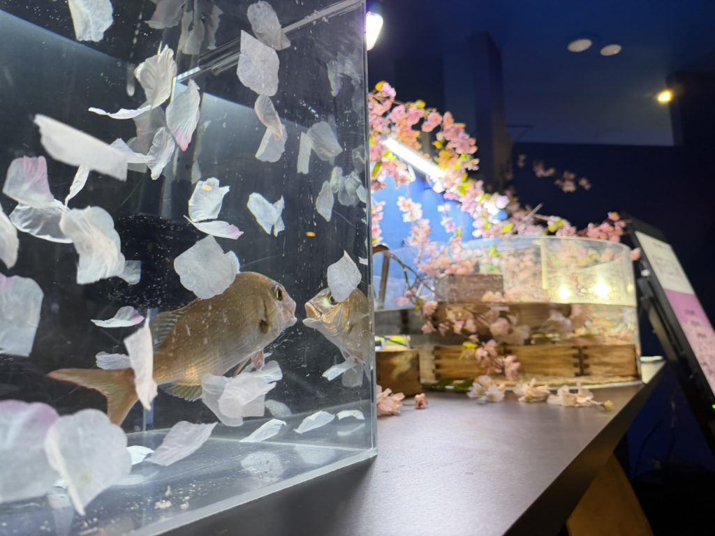 ②桜の季節水槽