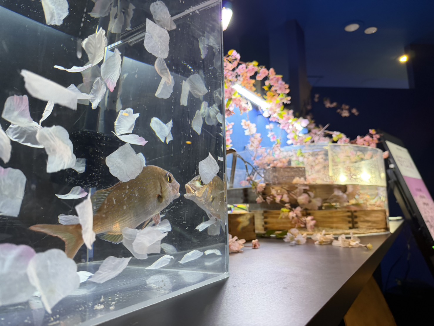 ②桜の季節水槽