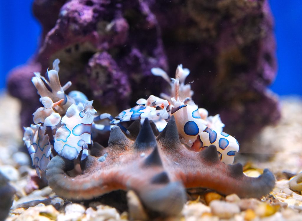 フリソデエビ②