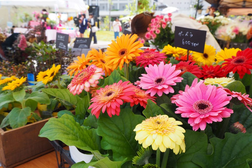 02.花市・植木市_ ガーベラ