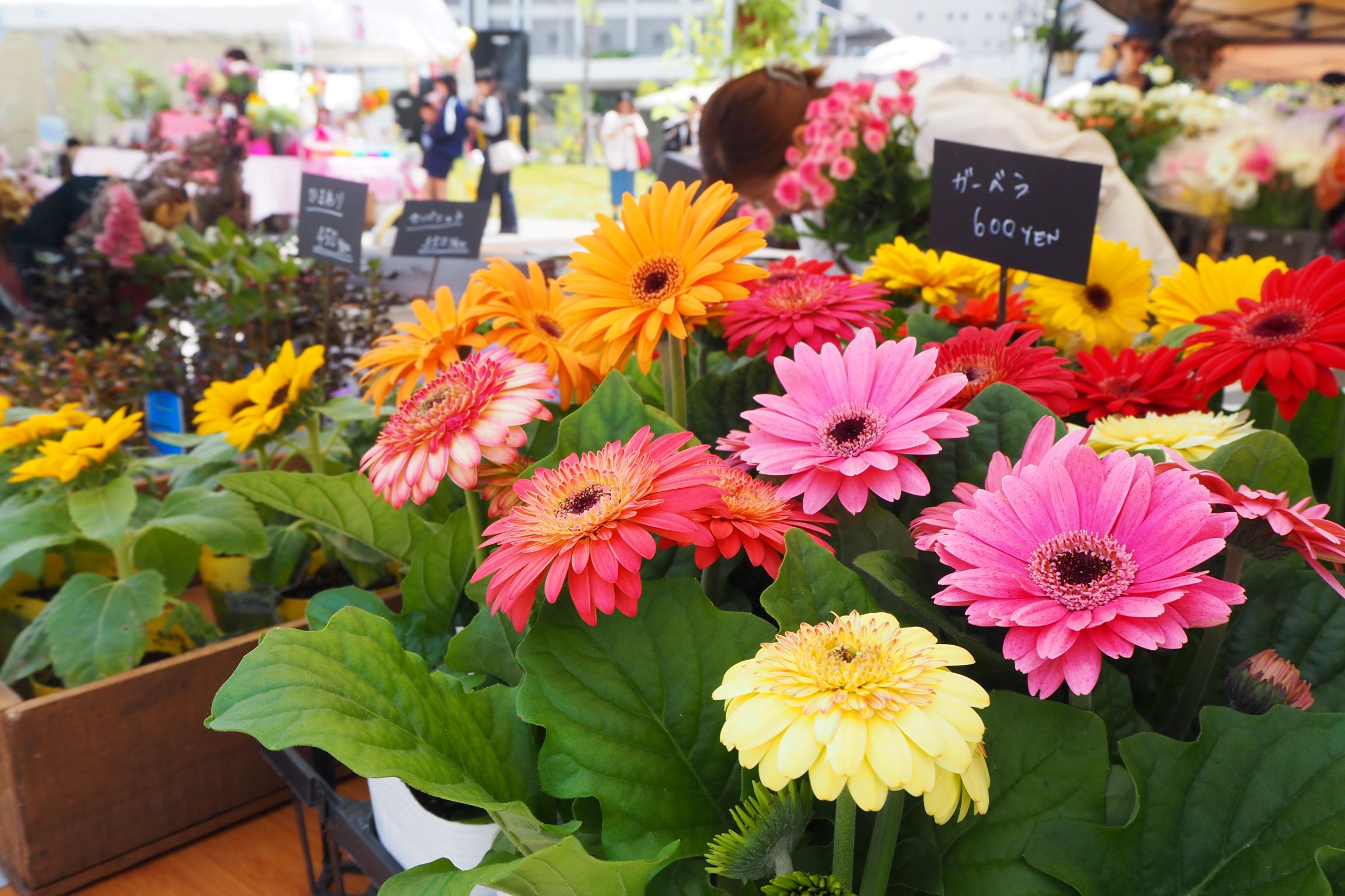 02.花市・植木市_ ガーベラ