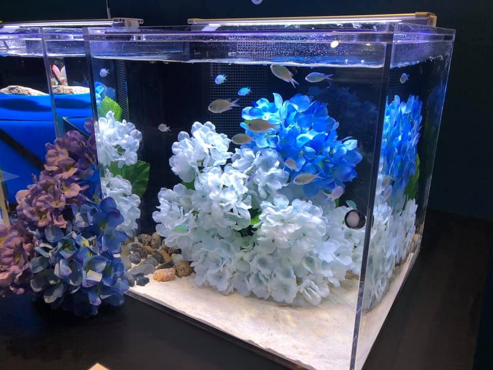 2021.06.12季節水槽2
