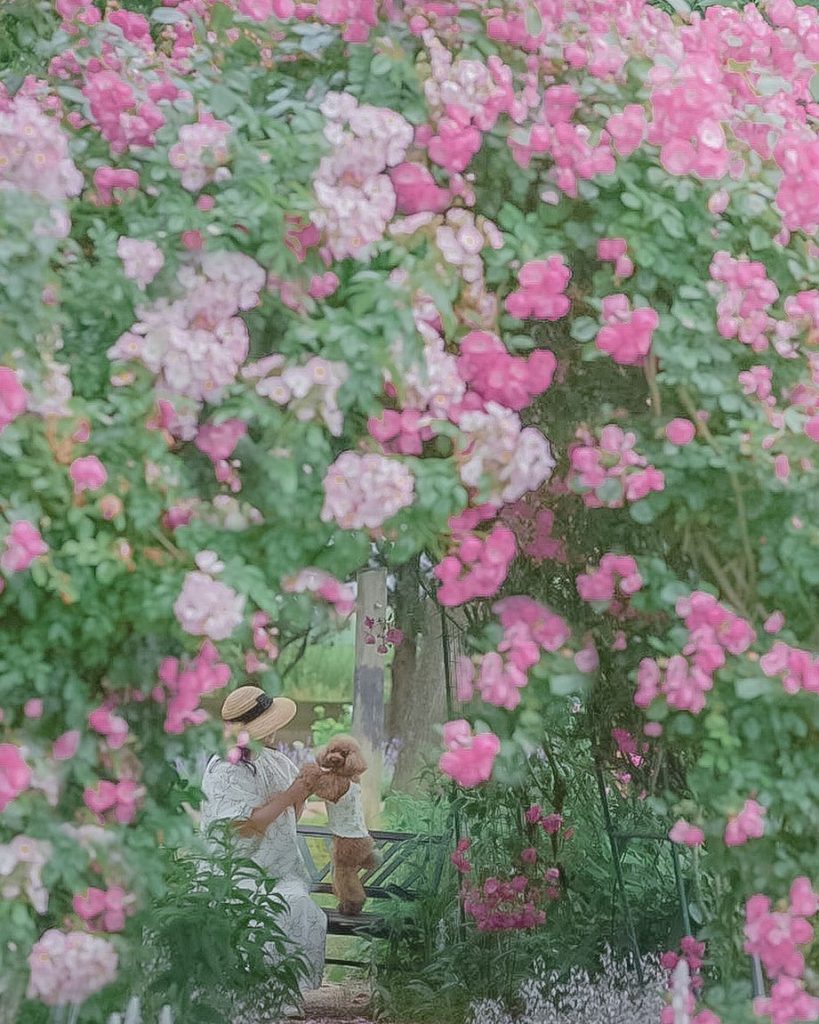 私と犬