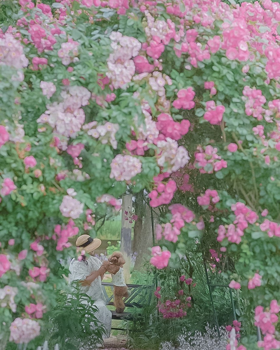私と犬