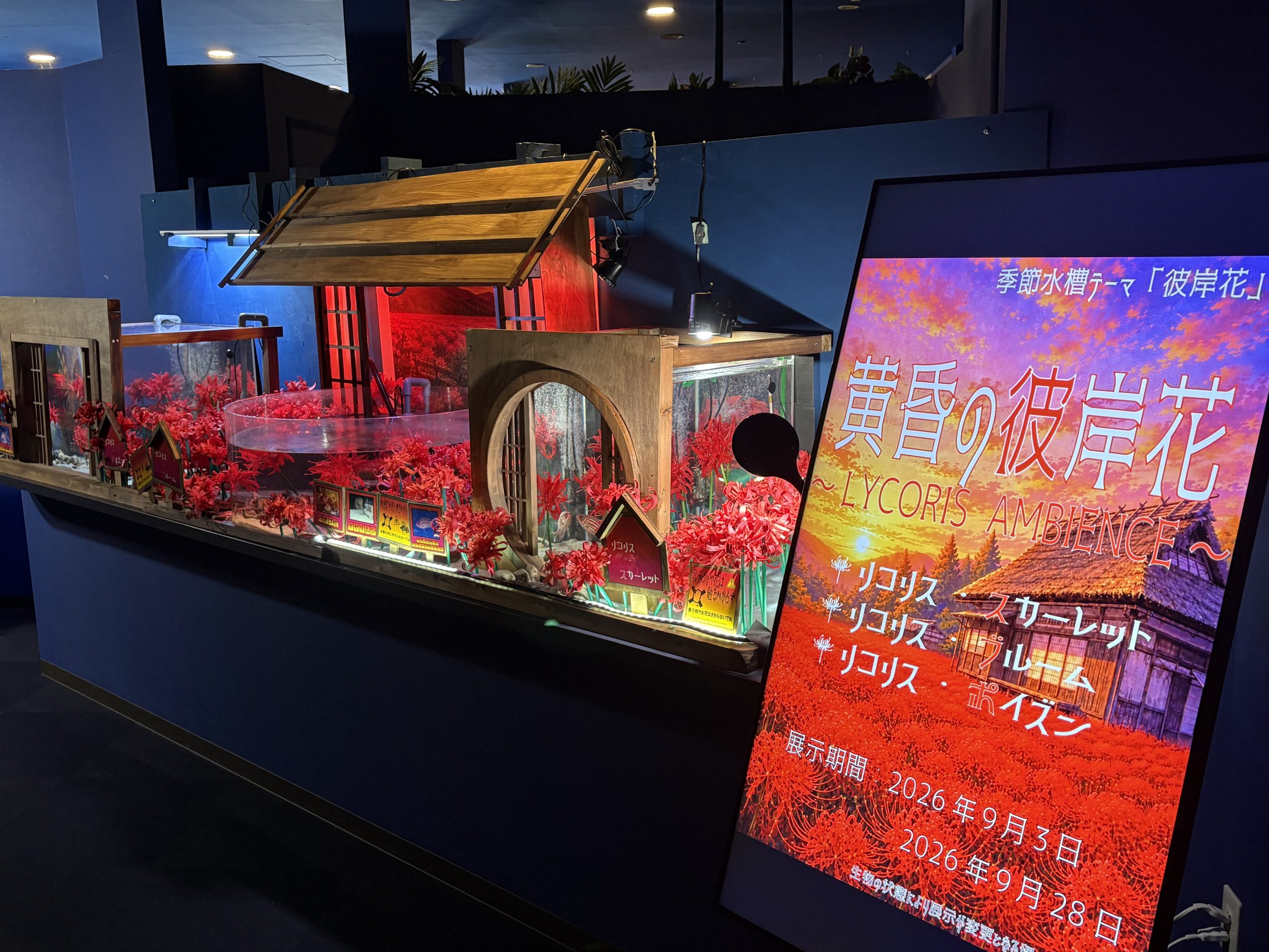 季節水槽画像②